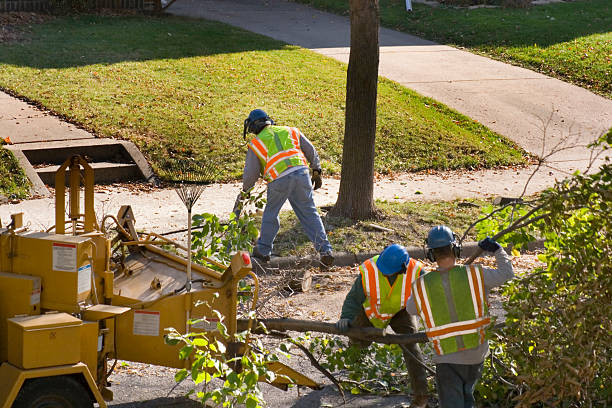 Best Tree Preservation Services  in Beckett, NJ